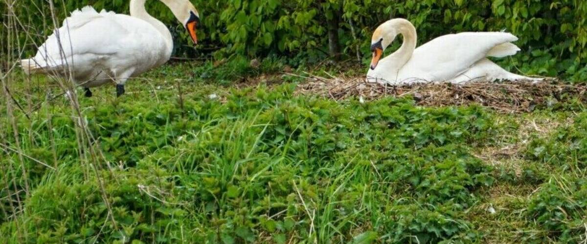 Three swans on a grassy bank near a body of water.