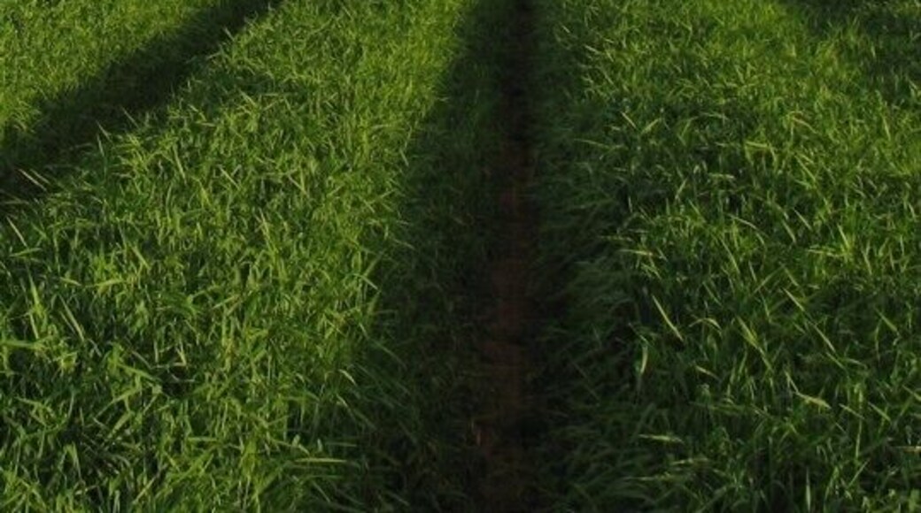 In the middle of the crop. This view is very similar to 183499 but at this location there were birds singing! Perhaps this was the pre-sleep sing-along.
