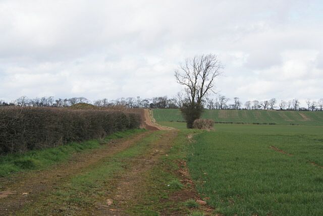 A rural dirt path leading through a field with a hedge on one side and a tree in the middle.