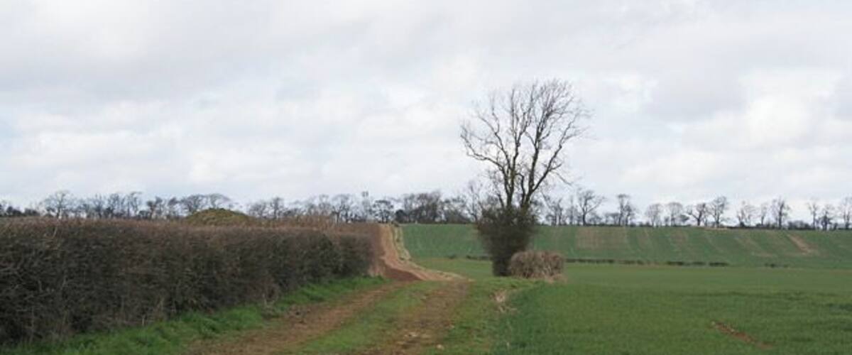 A rural dirt path leading through a field with a hedge on one side and a tree in the middle.