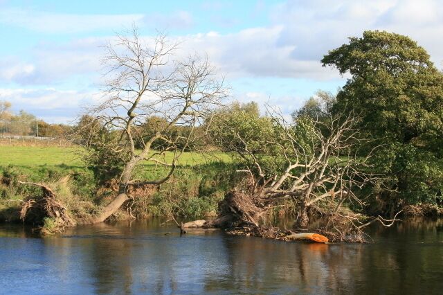 Two Uprooted Trees. They look like ashes, but I could not make out if they have been uprooted from the bank here (which I suspect is the case) or washed down from upstream.