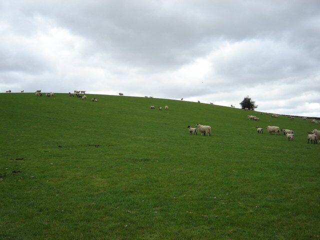 Field at Birdforth On footpath Birdforth to Carlton Husthwaite