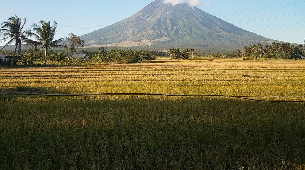 Mayon Volcano - with its most perfect cone.