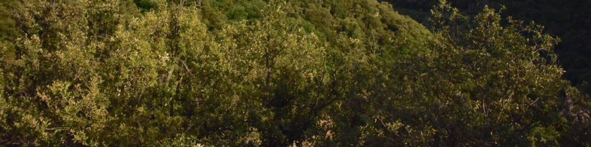 Perched high on a rocky promontory, the village of Thines, a haven of peace in the commune of Malarce-sur-la-Thines, in the Ardèche Mountains Regional Nature Park