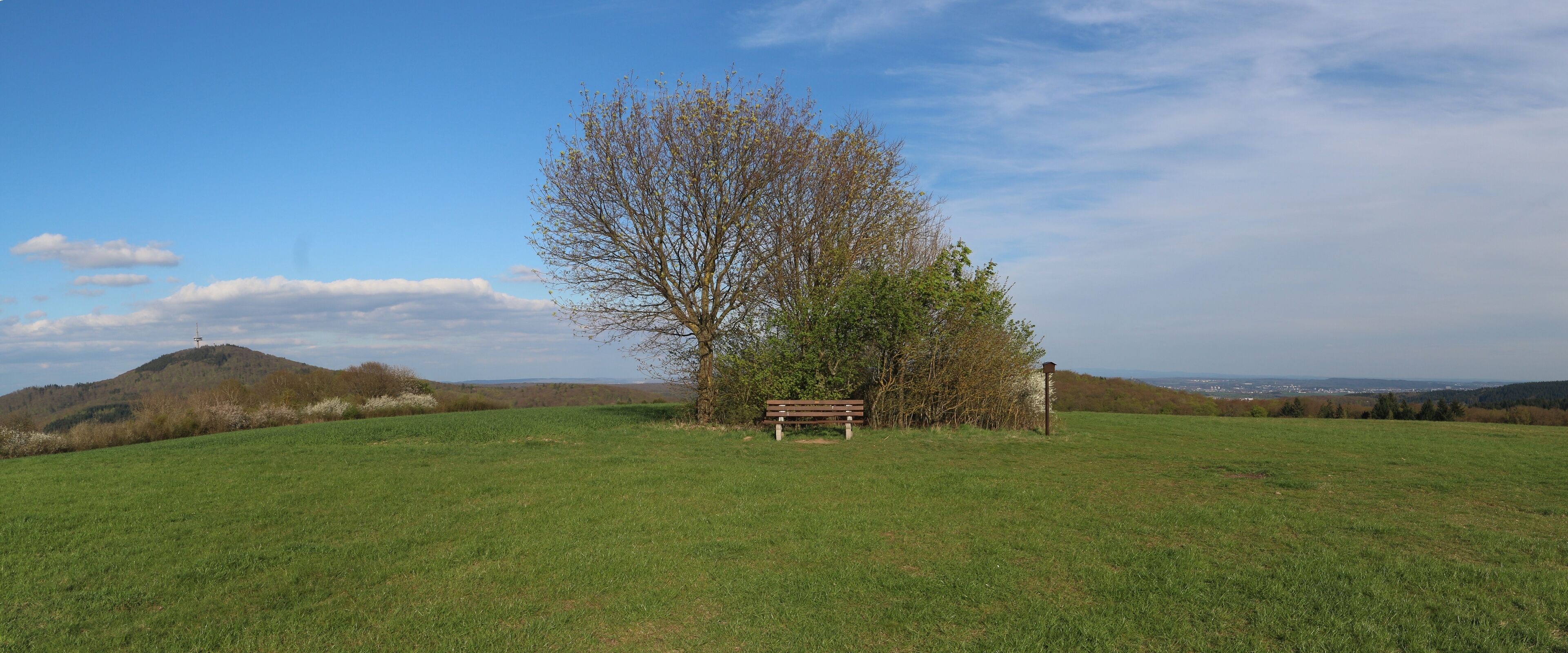 A grassy field with a bench and a tree.