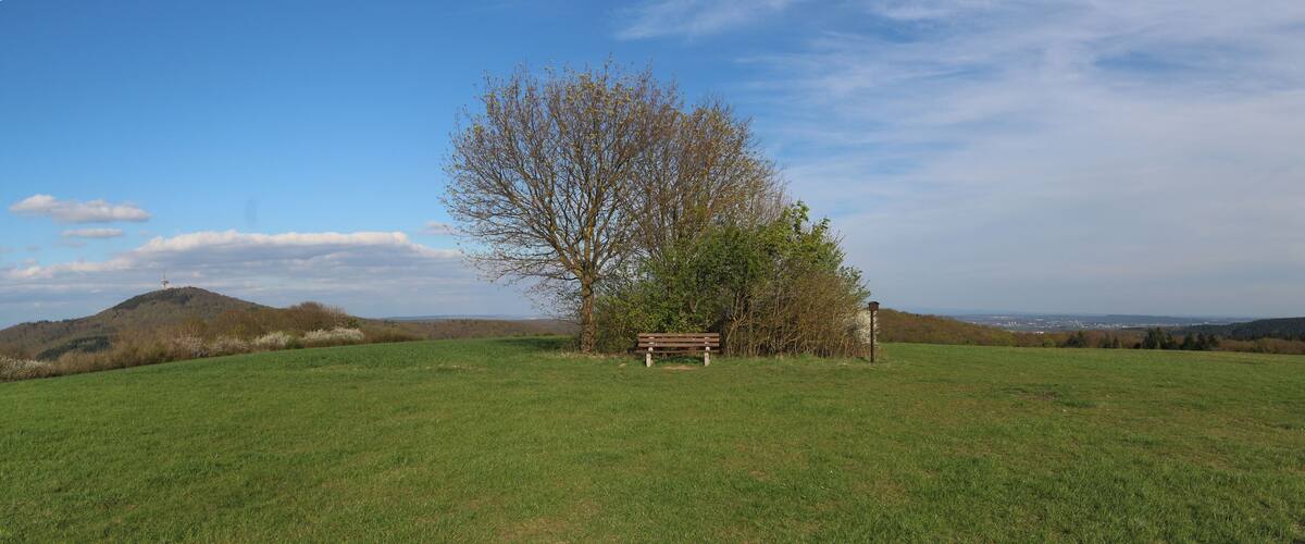 A grassy field with a bench and a tree.