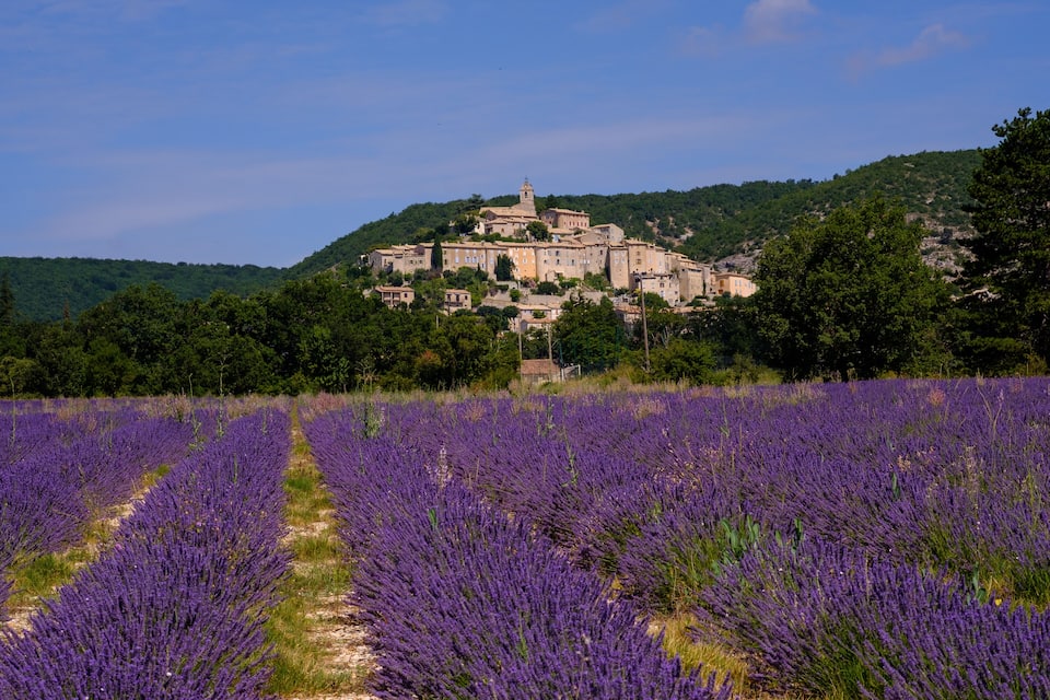 A lavender field in front of a historic hilltop town with a prominent church tower.
