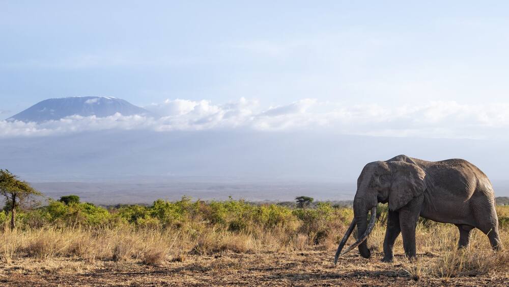 African elephant (Loxodonta africana) in picturesque savanna landscape with the summit of Mount Kilimanjaro, the famous Super Tusker elephant Craig, old male with long tusks, in the evening light, Kajiado County, Kenya