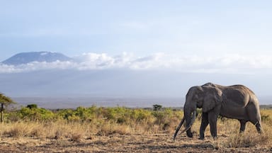African elephant (Loxodonta africana) in picturesque savanna landscape with the summit of Mount Kilimanjaro, the famous Super Tusker elephant Craig, old male with long tusks, in the evening light, Kajiado County, Kenya