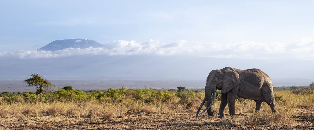 A landscape with a mountain, dry grassland, and two elephants.