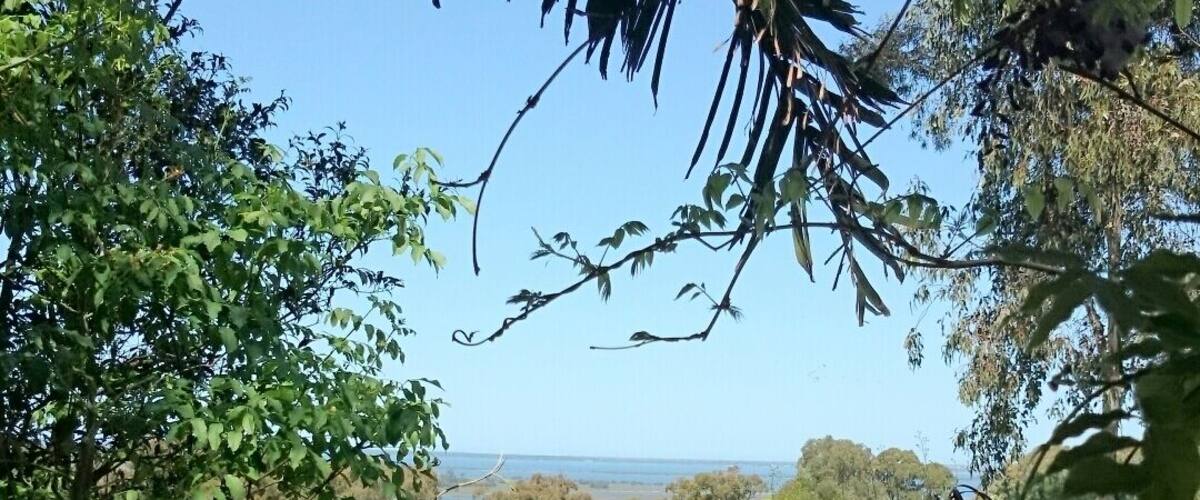 A lush garden with various plants and flowers, a wooden fence, and a view of the ocean in the distance.