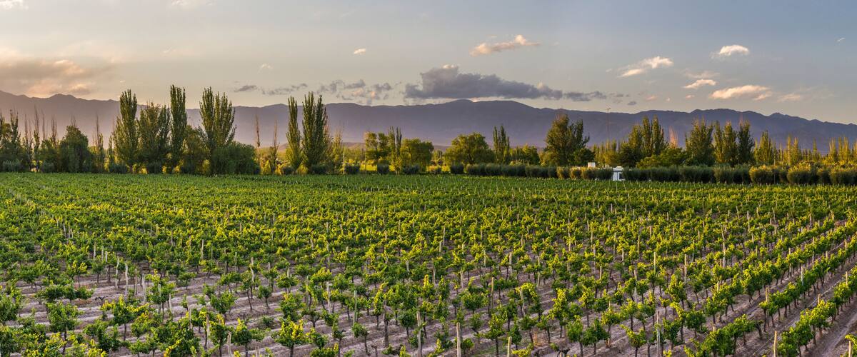 Grape vines in a vineyard at a Bodega (winery) in the Andes Mountains in the Maipu area of Mendoza, Argentina, South America