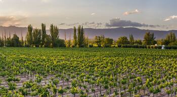 Grape vines in a vineyard at a Bodega