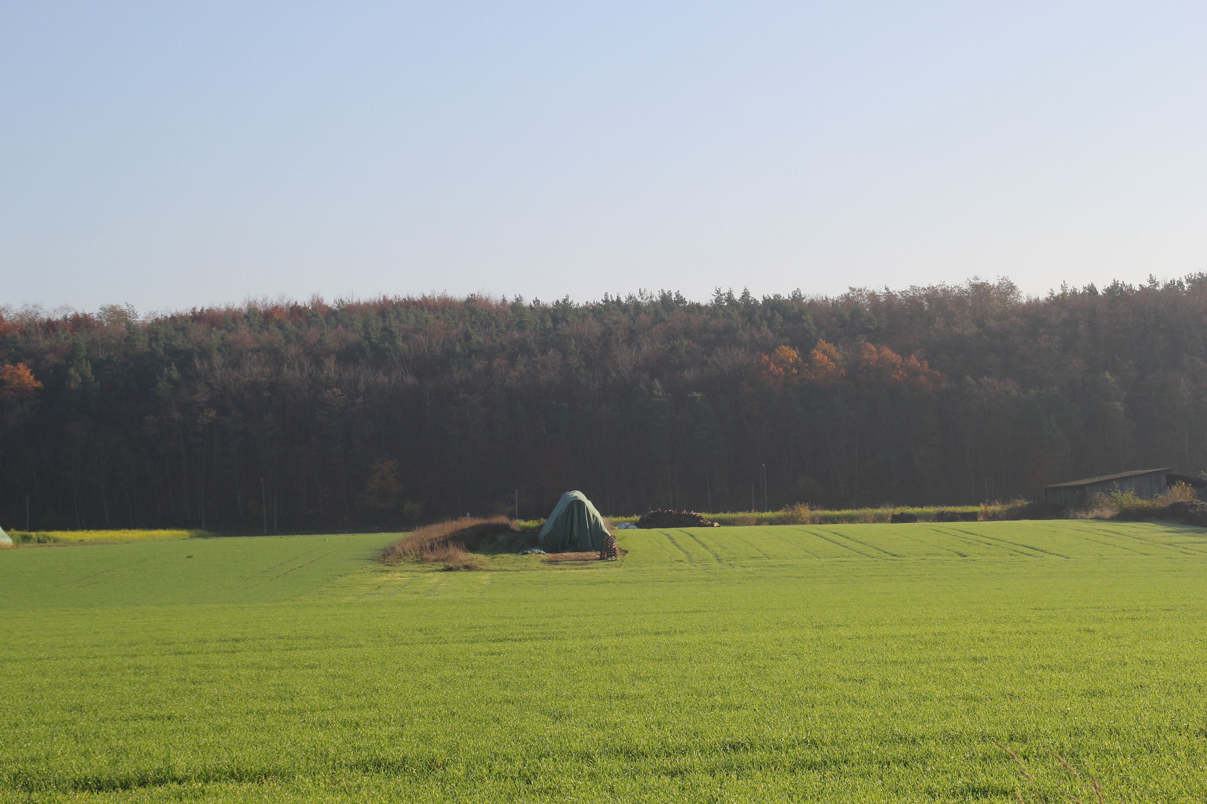A green field with a tent and a forest in the background.