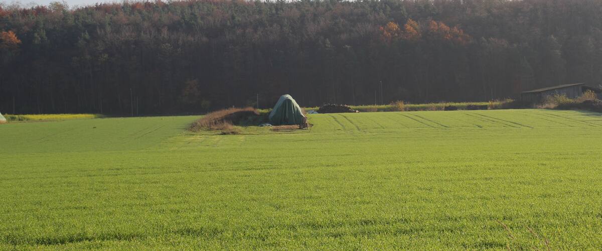 A green field with a tent and a forest in the background.