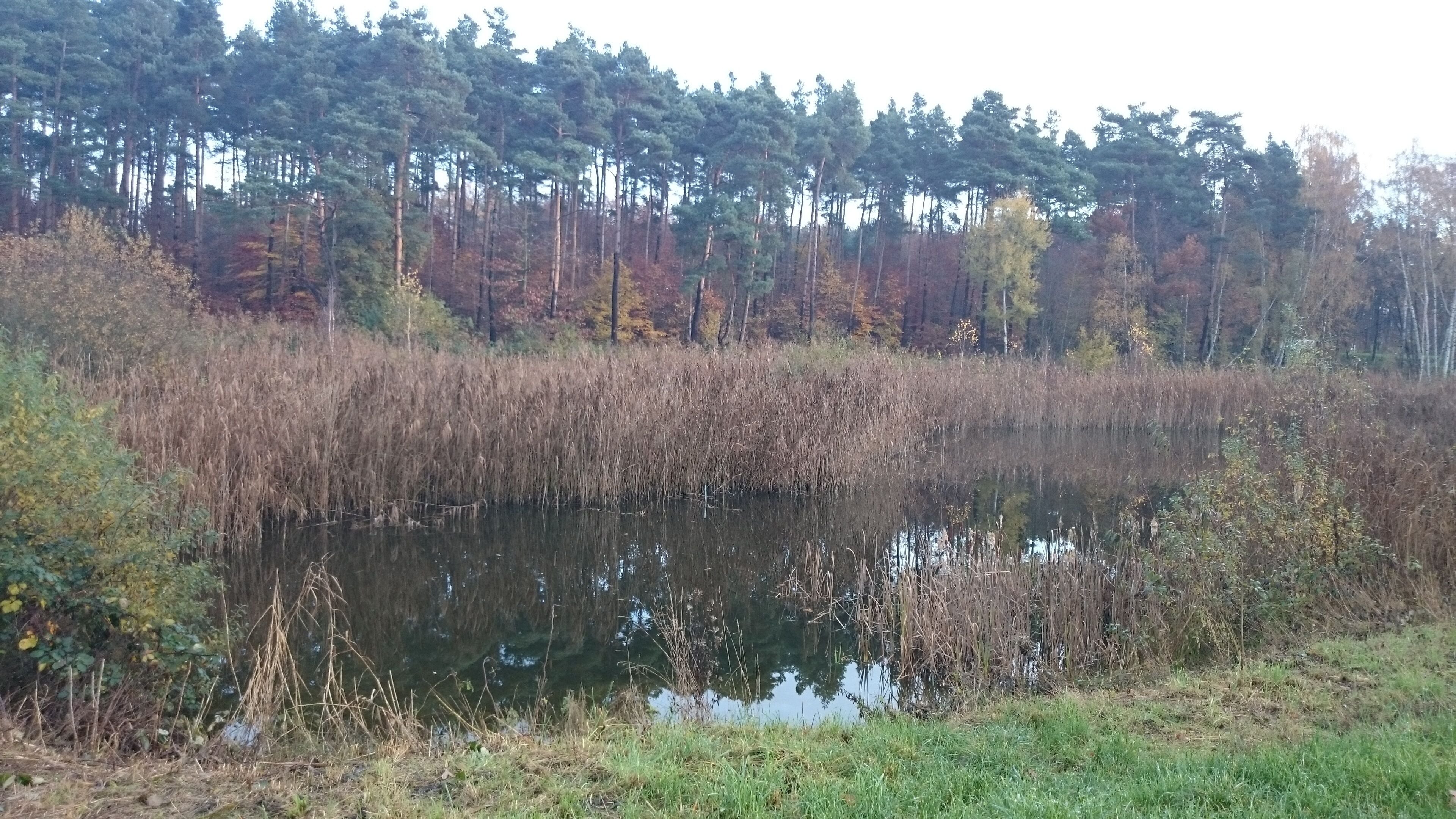 A pond surrounded by tall grasses and trees with autumn foliage.