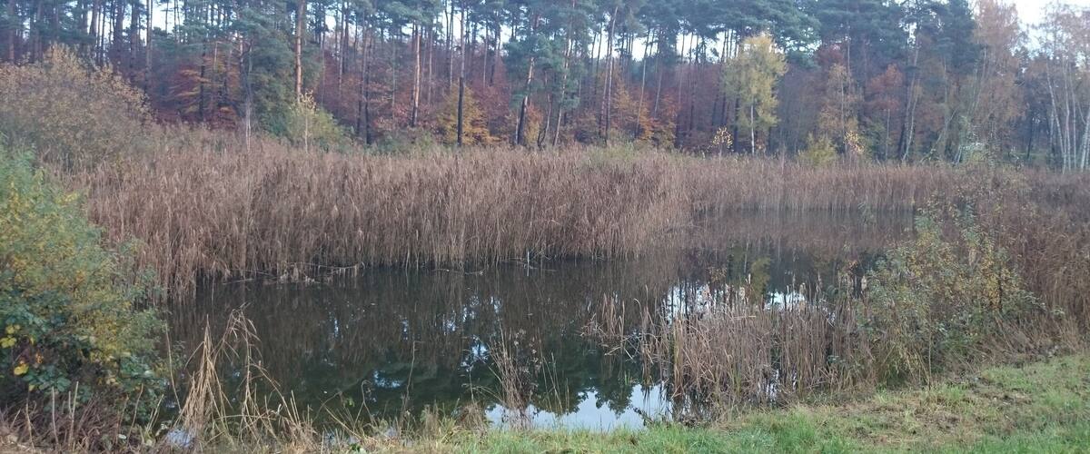 A pond surrounded by tall grasses and trees with autumn foliage.
