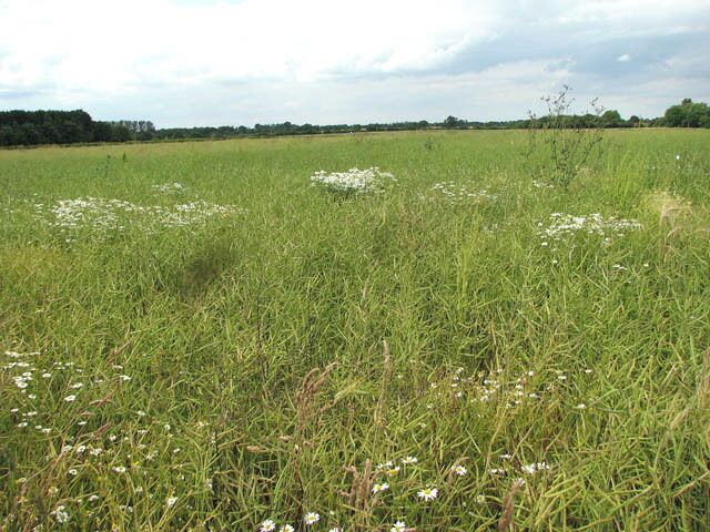 View across a crop of oilseed rape