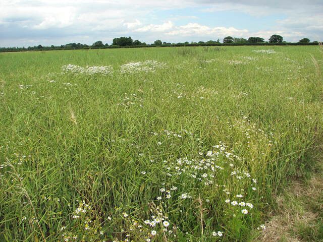 Daisies growing in oilseed rape crop