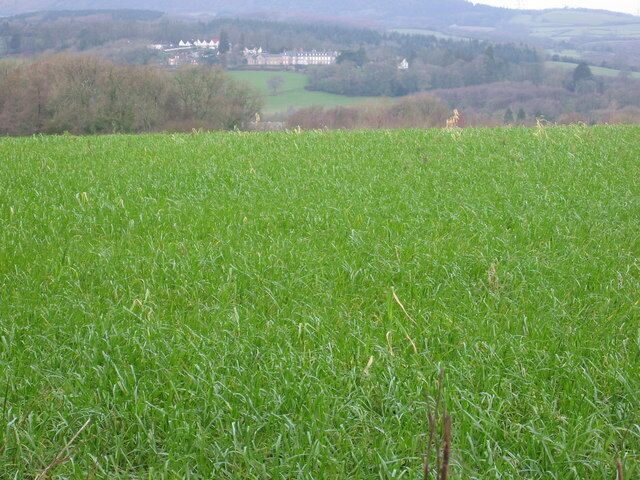 Field bordering Druidstone Road, St Mellons Druidstone Road gets its name from a large standing stone - on private property, sadly. In the distance is Cefn Mably which was once a hospital and now upmarket apartments. Out-of-sight beyond the field is the M4 crossing the Rhymney valley.