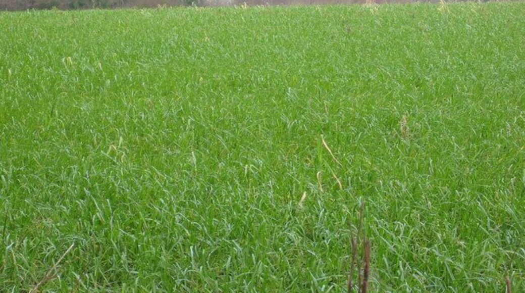 Field bordering Druidstone Road, St Mellons Druidstone Road gets its name from a large standing stone - on private property, sadly. In the distance is Cefn Mably which was once a hospital and now upmarket apartments. Out-of-sight beyond the field is the M4 crossing the Rhymney valley.