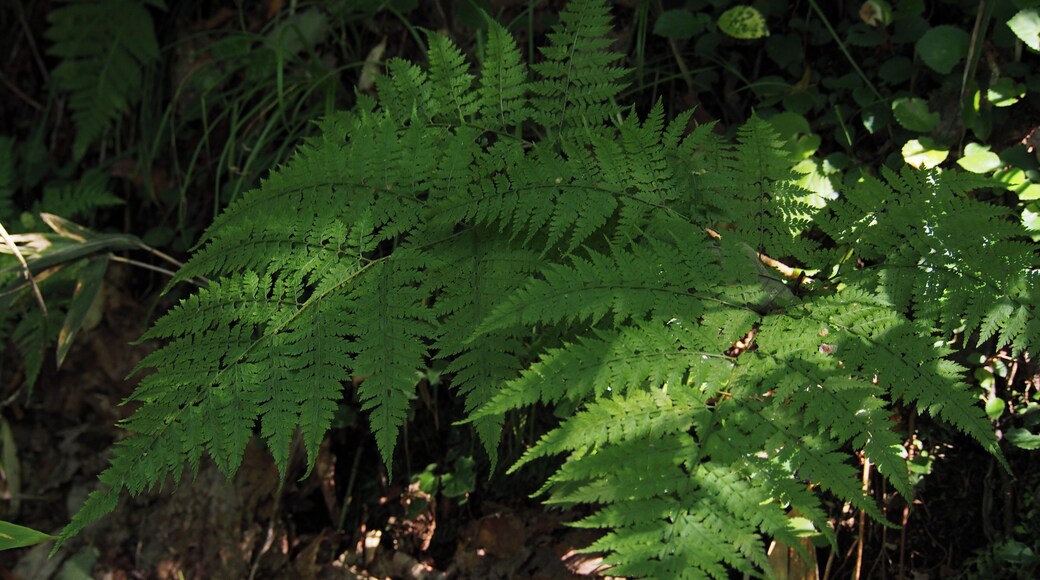 summer, Sapporo. www.inaturalist.org/calendar/harumkoh/2014/8/17