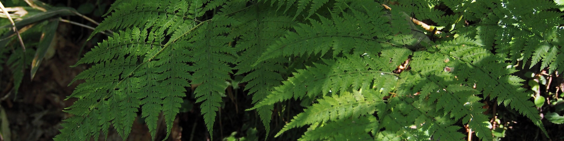 summer, Sapporo. www.inaturalist.org/calendar/harumkoh/2014/8/17