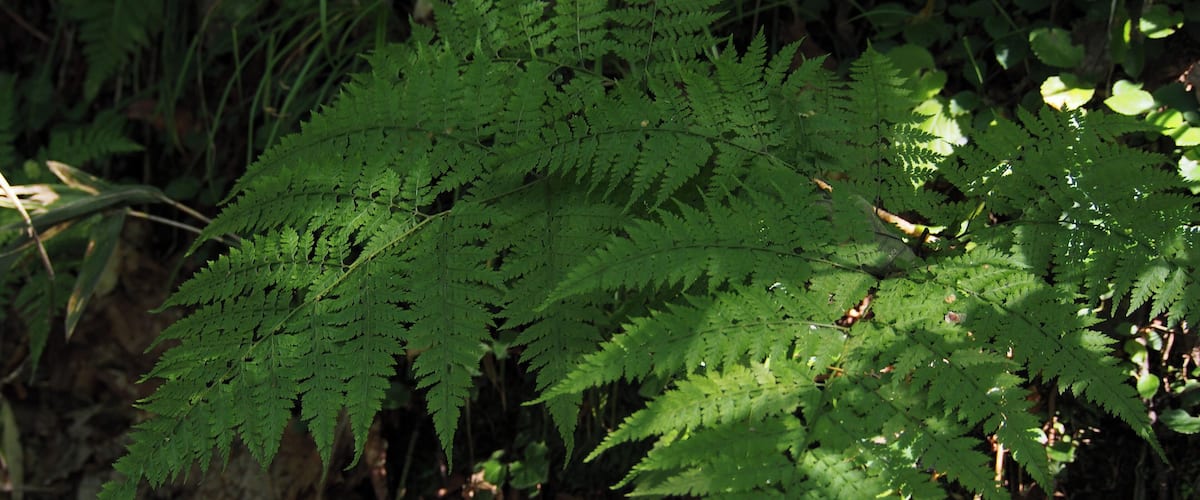 A fern plant in a forested area with sunlight filtering through the leaves.