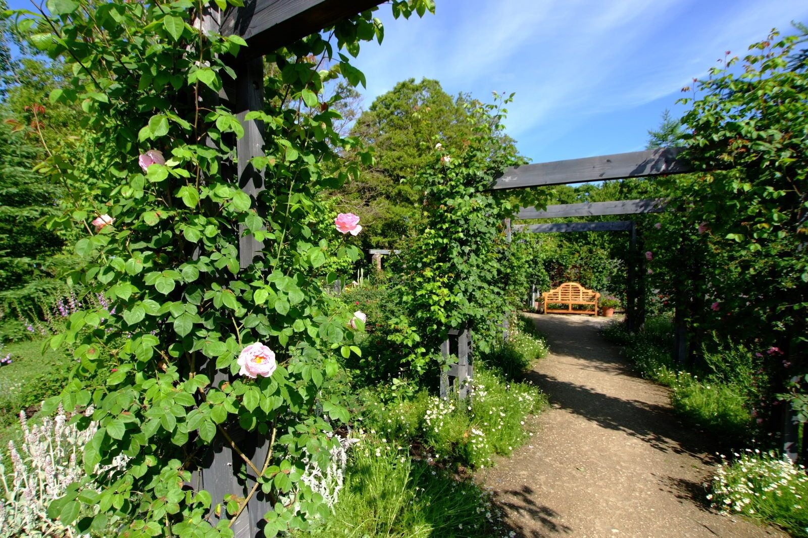 A garden with a wooden pergola covered in climbing roses and a bench in the background.