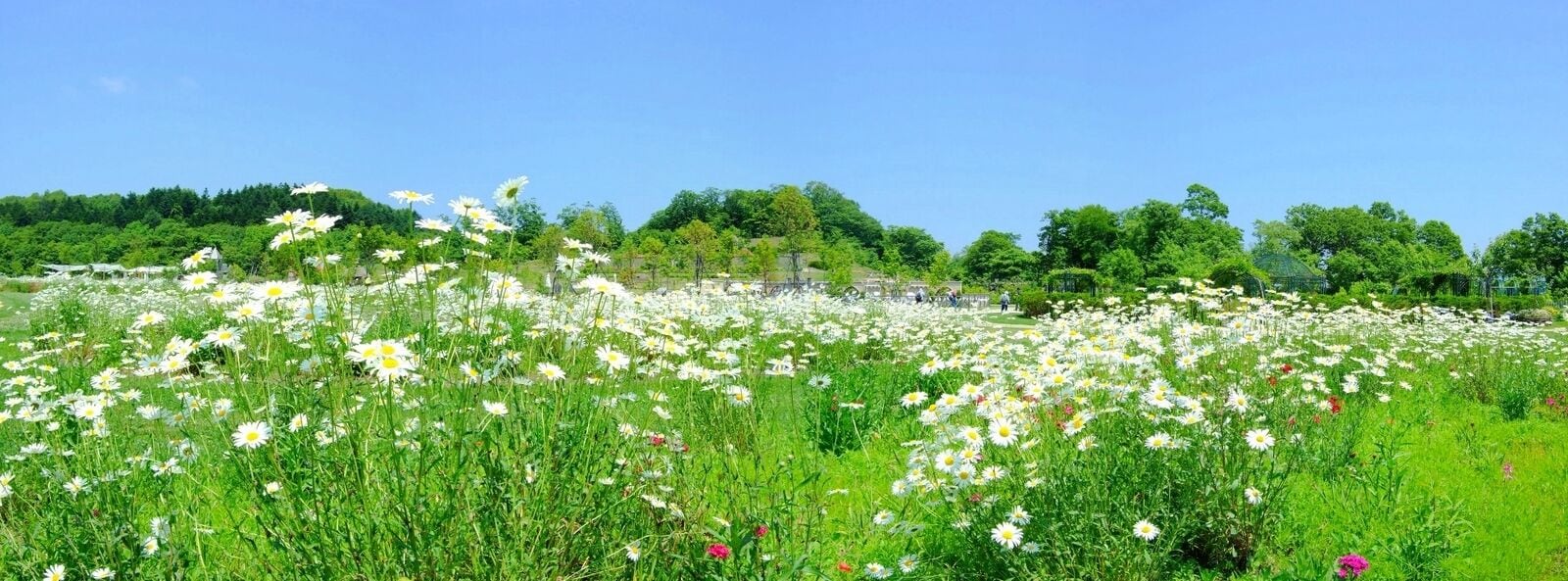 Wildflower Meadow in 銀河庭園