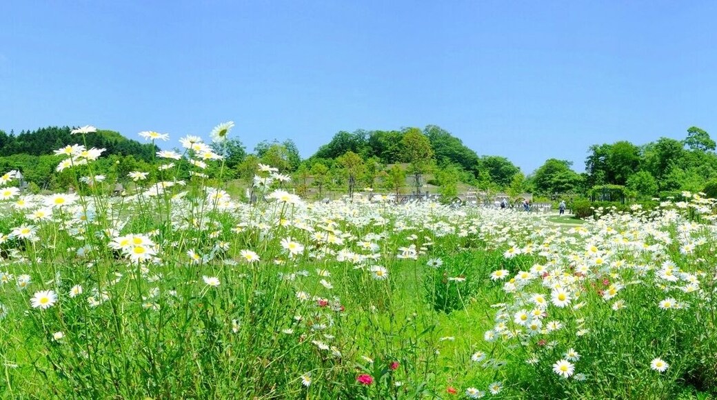 Wildflower Meadow in 銀河庭園