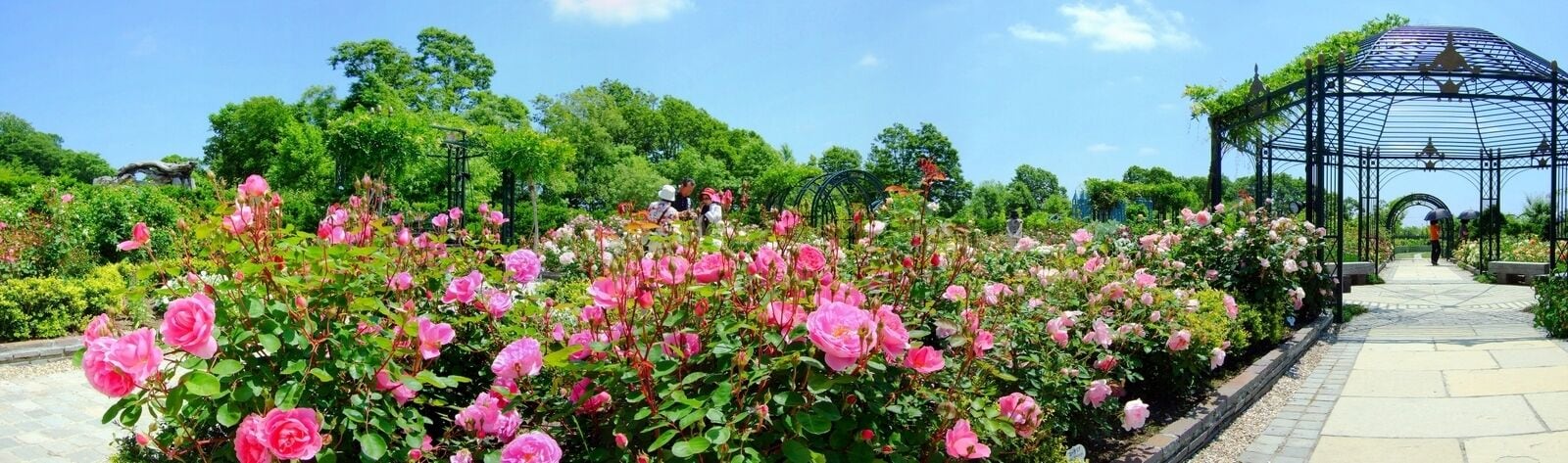 Rose garden in 銀河庭園