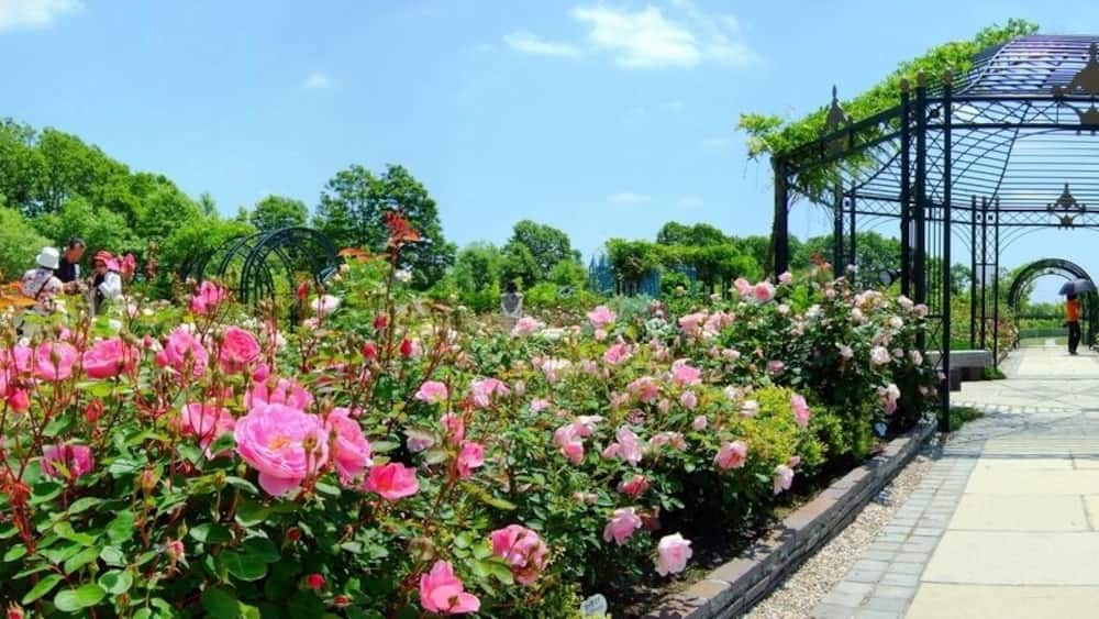 A garden with pink roses, a gazebo, and a pathway.