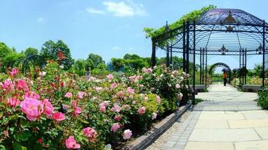Um jardim com rosas cor-de-rosa, um gazebo e um caminho.