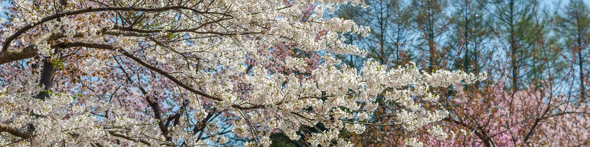 Hokkaido sakura in Maruyama park; Shutterstock ID 274116464