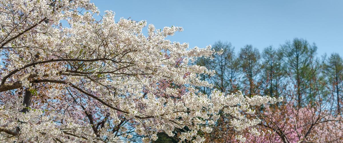 A cherry blossom tree with white flowers in full bloom.
