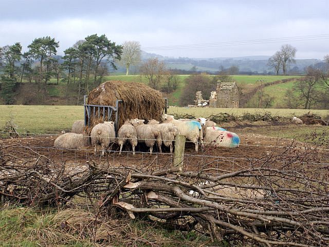 Winter feed for the sheep Note the house ruin in the field beyond the sheep