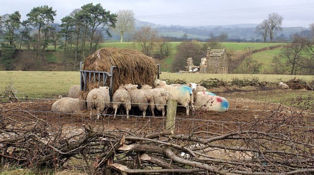 Winter feed for the sheep Note the house ruin in the field beyond the sheep
