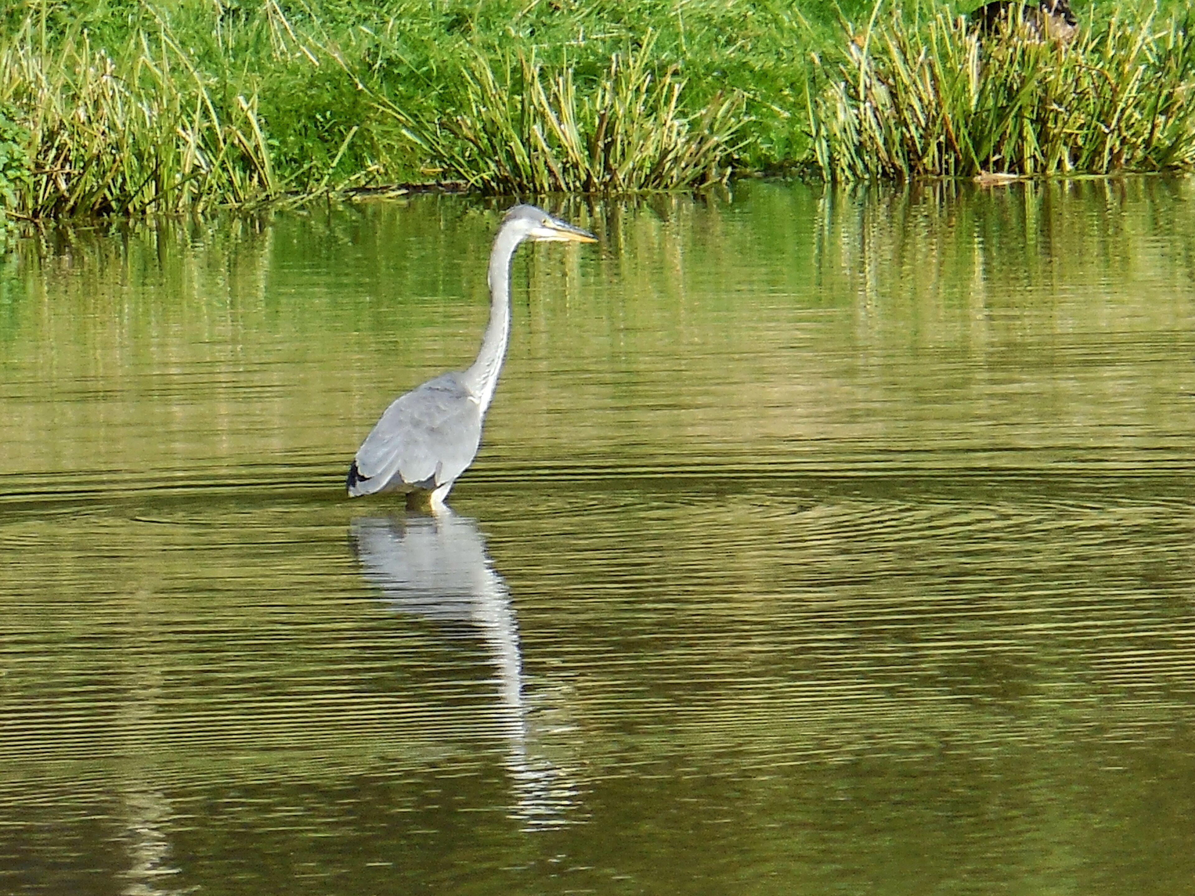 A heron standing in shallow water with reflections of surrounding greenery.