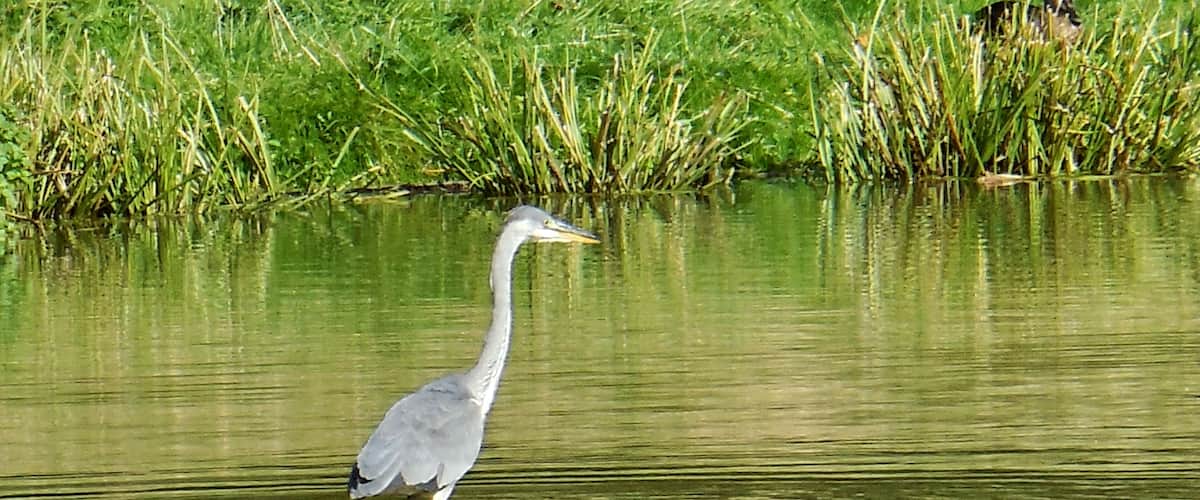 A heron standing in shallow water with reflections of surrounding greenery.