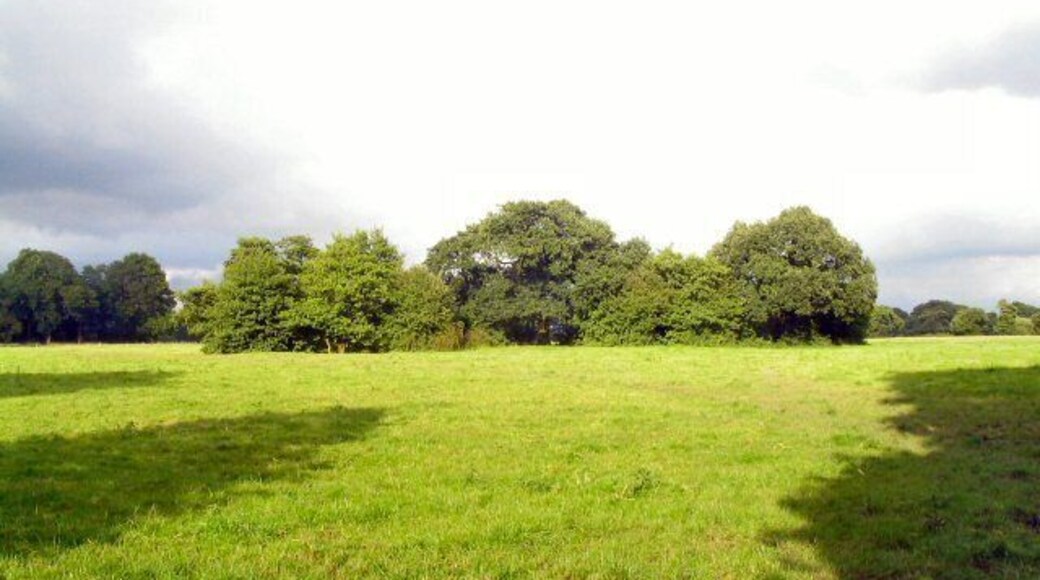 Copse near Twemlow Green A copse in the rich Cheshire meadowland at Twemlow near the small market town of Holmes Chapel in Cheshire. Long shadows show that the photograph was taken at 19:00.