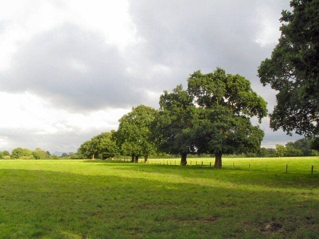 Trees at Twemlow Green This line of fine trees marks the field boundary. Taken at 1900.