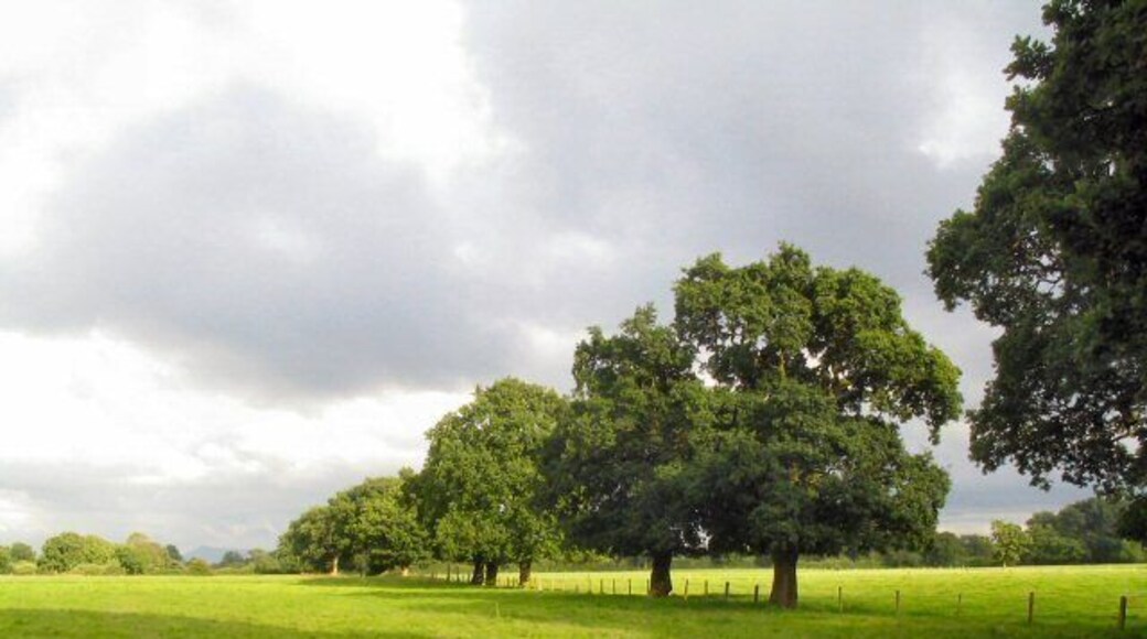 Trees at Twemlow Green This line of fine trees marks the field boundary. Taken at 1900.