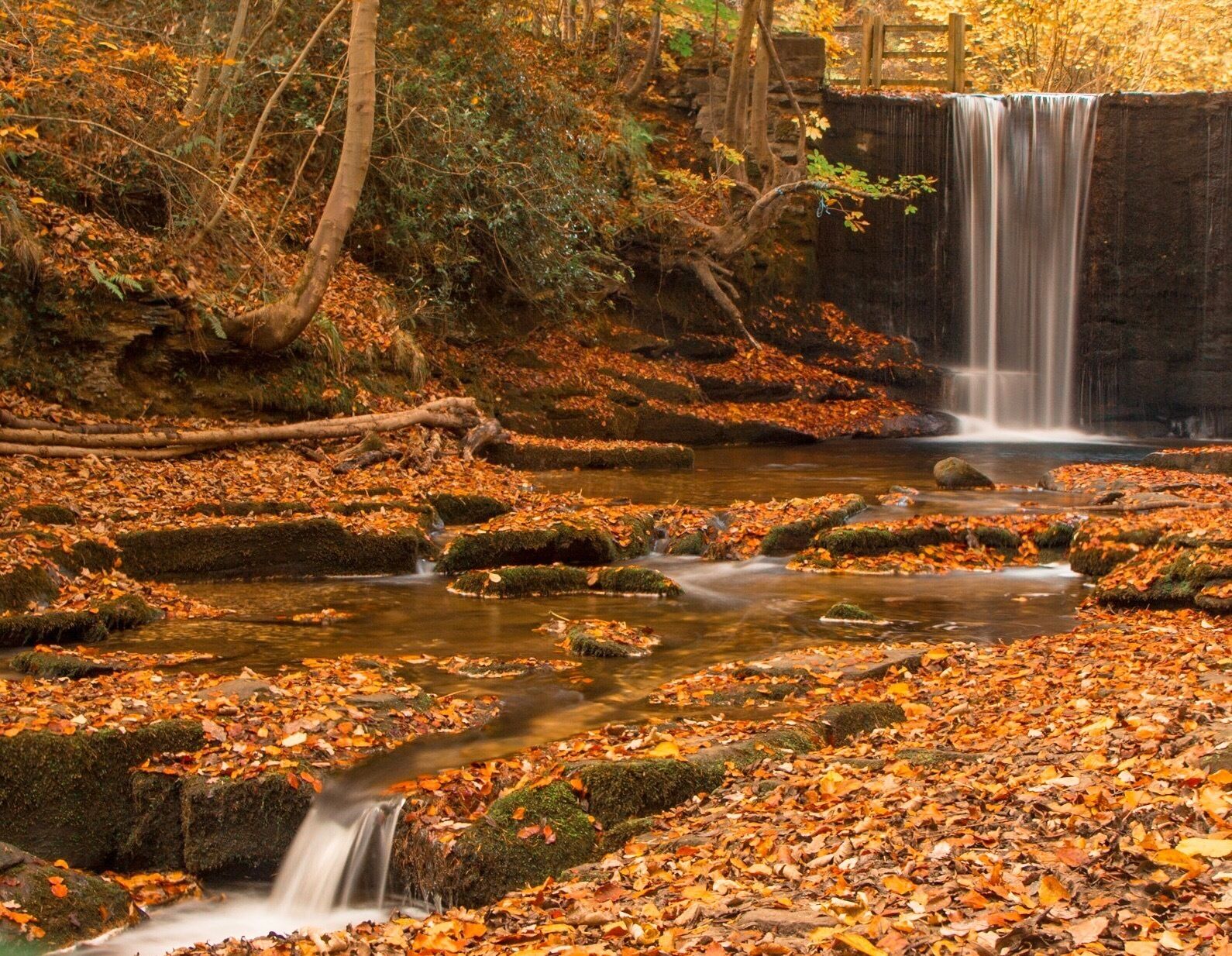 A waterfall in a forest with autumn leaves.