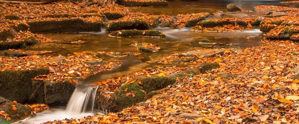 A waterfall in a forest with autumn leaves.
