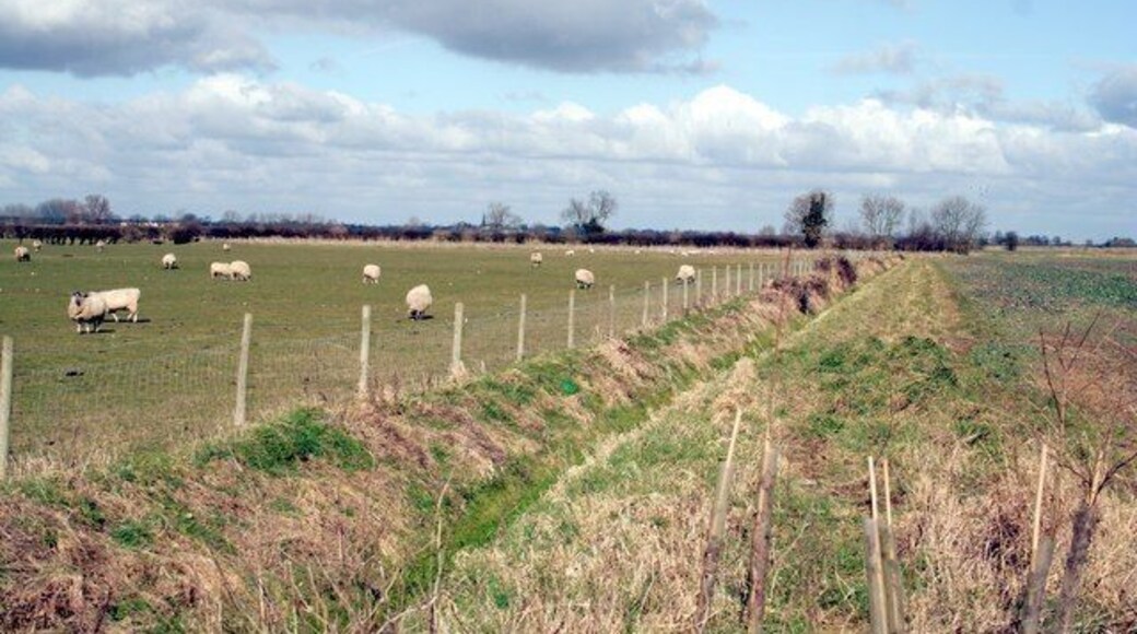 Sheep in a fen field at Dyke.
