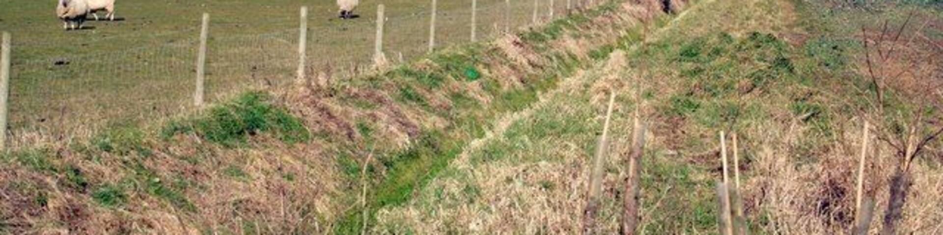 Sheep in a fen field at Dyke.