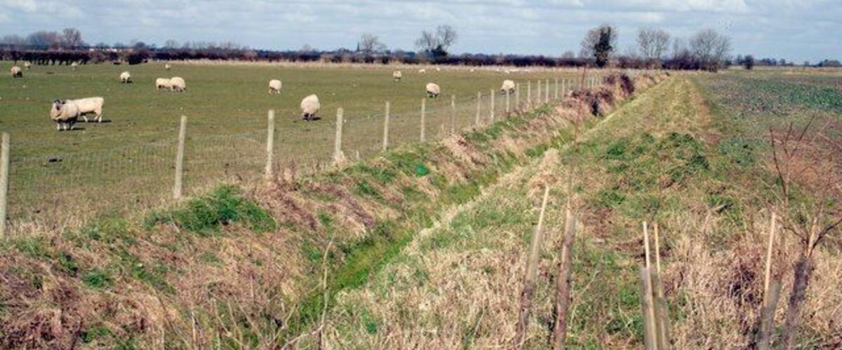 A rural landscape with a fenced field, sheep grazing, and a cloudy sky.