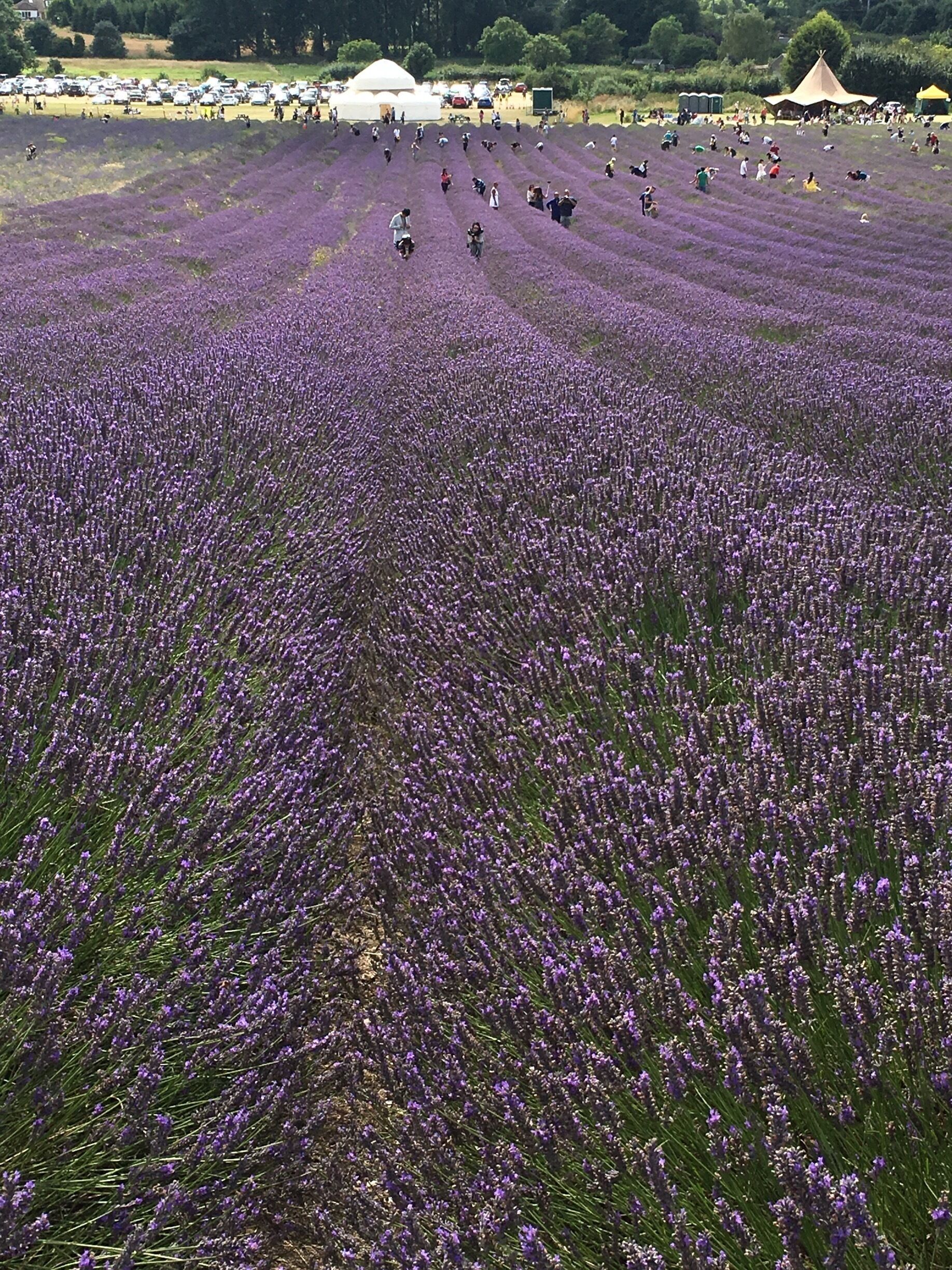 Beautiful aroma of lavender - you can pick your own too 