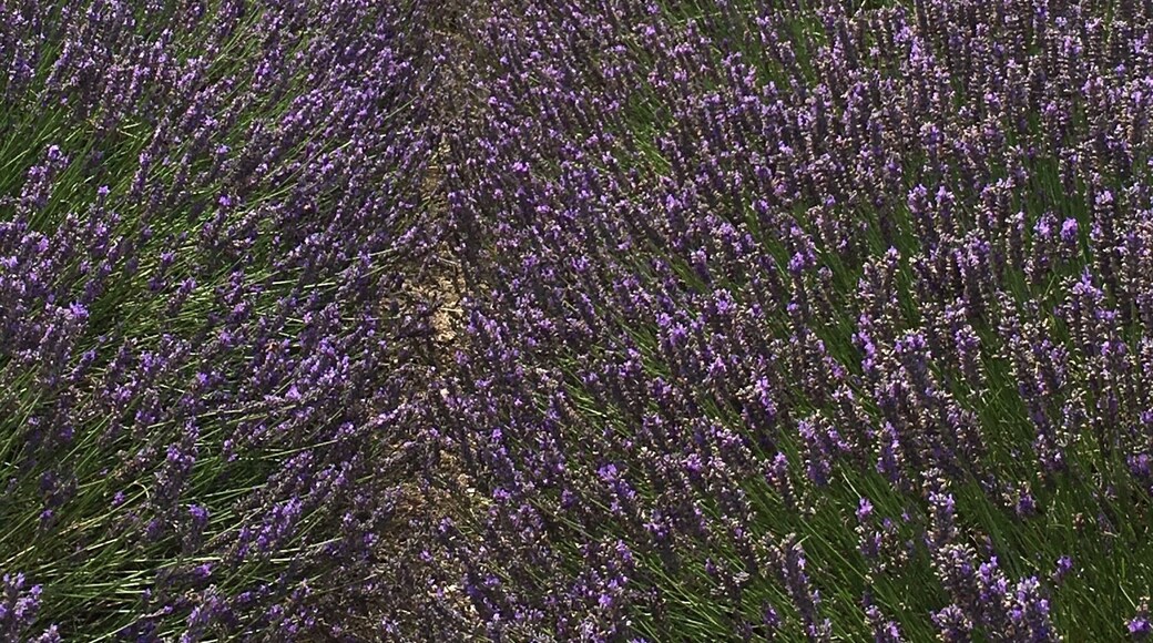 Beautiful aroma of lavender - you can pick your own too